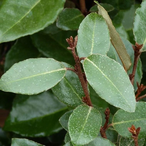 Visuel 1 du produit Elaeagnus Ebbingei (Chalef d’Ebbing) en pot de 7 L argent