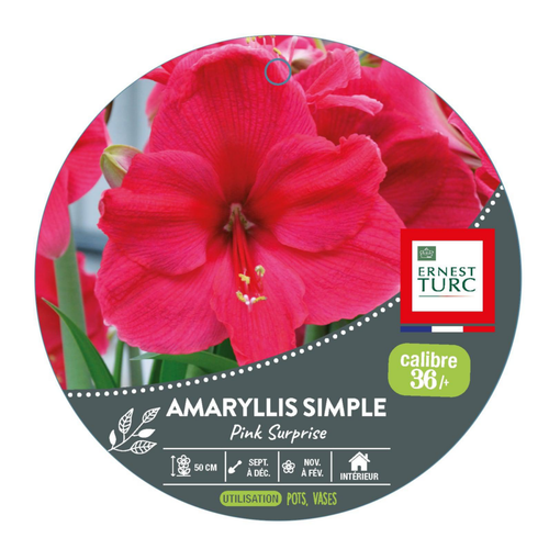 Visuel 1 du produit Amaryllis pink surprise - 1 bulbe