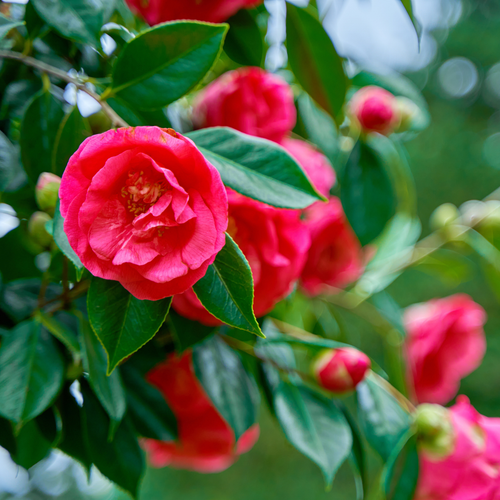 Visuel 1 du produit Camélia japonais varié Fleurs de France - le pot de 2 litres