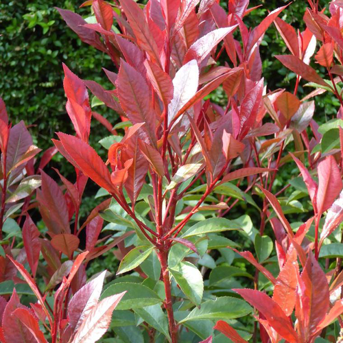 Visuel 1 du produit Photinia Serrulata red Robin rouge. Le pot de 80 litres