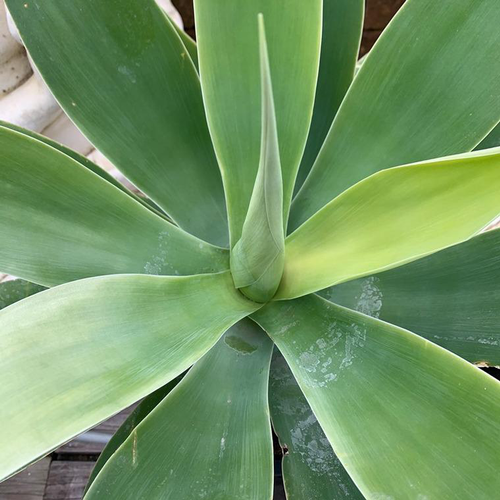 Visuel 1 du produit Agave Attenuata. Le pot de 3,5 litres