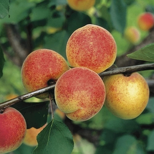 Visuel 1 du produit Abricotier Bergeron Bio. Le pot de 15 litres