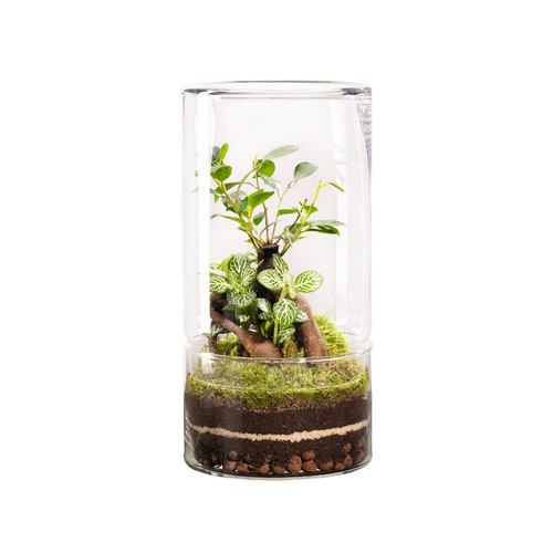 Visuel 1 du produit Terrarium autonome botanic® Green Tower Ginseng - Taille L Ø 15 cm H 30 cm