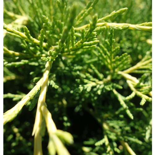 Visuel 1 du produit Genévrier (Juniperus Chinensis) Old Gold. Le pot de 2 litres