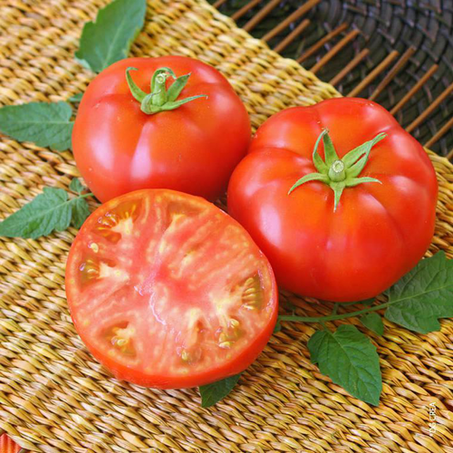 Visuel 1 du produit Tomate côtelée Marmande bio. La barquette de 6 plants