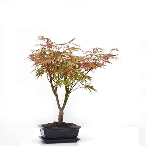 Visuel 1 du produit Érable du Japon Acer Palmatum coloris variés botanic® bonsaï Ø 3,7 - 40 cm