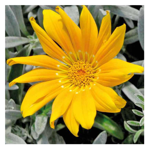 Visuel 1 du produit Gazania jaune à feuillage gris - Le pot de 9 x 9 cm