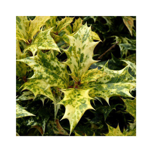 Visuel 1 du produit Osmanthe à feuilles variables Tricolor. Le pot de 2 litres