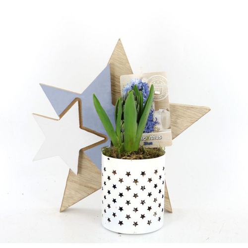 Visuel 1 du produit Jacinthe en pot déco. La composition de 24 cm