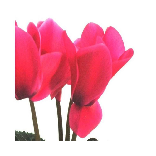 Visuel 1 du produit Cyclamen à grandes fleurs - Le bac carré de 25 cm