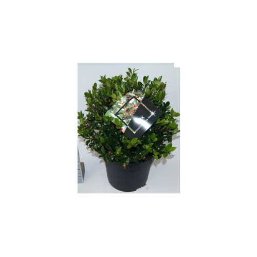 Visuel 1 du produit Houx (Ilex Meserveae) Blue Maid. Le pot de 8 litres