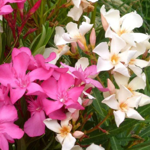 Visuel 1 du produit Laurier rose à fleurs multicolores - Le pot Ø 13 cm