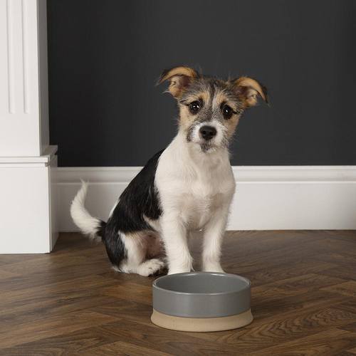 Visuel 2 du produit Gamelle pour chien coloris gris en grès Scruffs Scandi – 20 x 20 x 7 cm