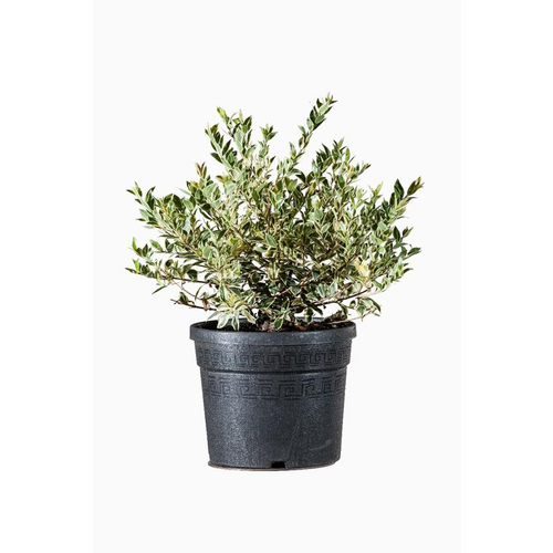Visuel 1 du produit Myrtus Communis Tarentina (Myrte de Tarente) en pot de 3 L vert