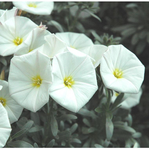 Visuel 1 du produit Convolvulus Cneorum - Le pot de 3 litres