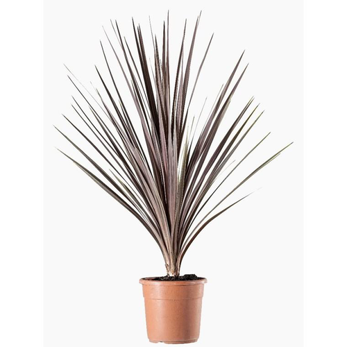 Visuel 1 du produit Cordyline Australis. Le pot de 2 litres