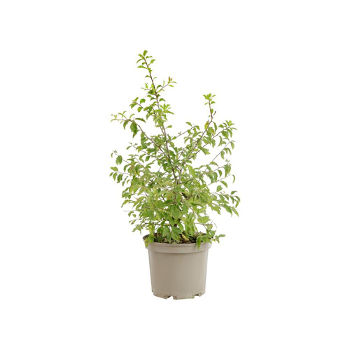 Visuel 1 du produit Prunus spinosa coloris vert – 3 L