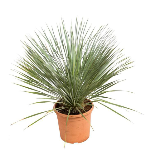 Visuel 1 du produit Dasylirion Serratifolia en pot de 15 L vert