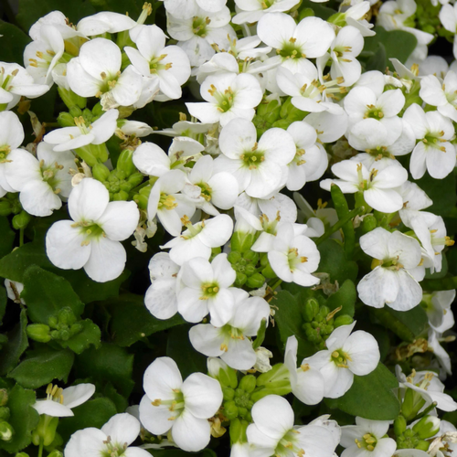 Visuel 1 du produit Arabis Caucasica. Le pot de 10,5 cm