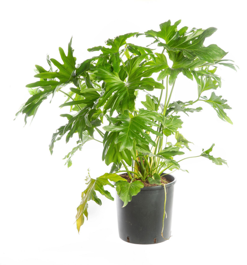 Visuel 1 du produit Philodendron Selloum vert. Le pot Ø 19 cm