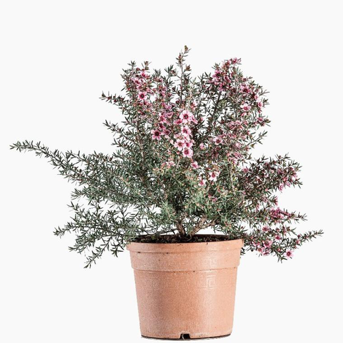Visuel 1 du produit Leptospermum (Myrte de Nouvelle Zélande) touffe en pot de 10 L rose