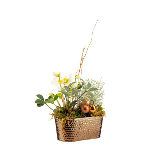 Visuel 1 du produit Composition hellébore et calocephalus en jardinette bronze