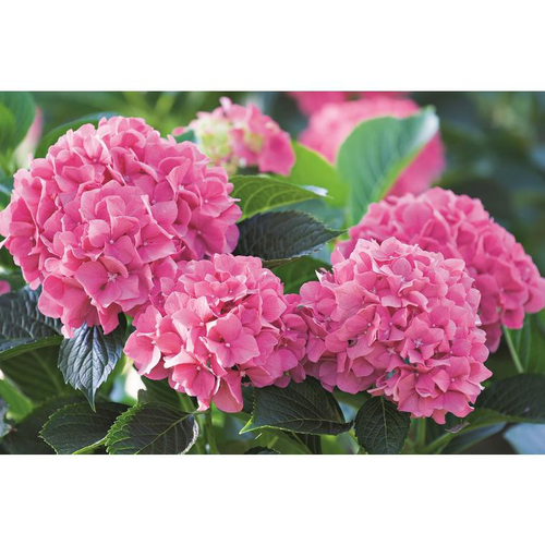 Visuel 2 du produit Terreau hortensias, rhododendrons et azalées botanic® - 20 L