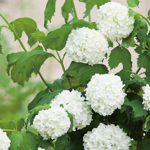 Visuel 1 du produit Viorne Boule de neige en pot de 3 litres