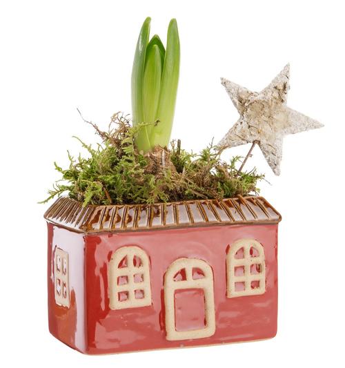 Visuel 1 du produit Jacinthe blanche. Le pot hauteur 7,5 cm en céramique rouge.