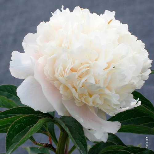 Visuel 1 du produit Pivoine de Chine 'Duchesse de Nemours' - Le pot de 2 litres