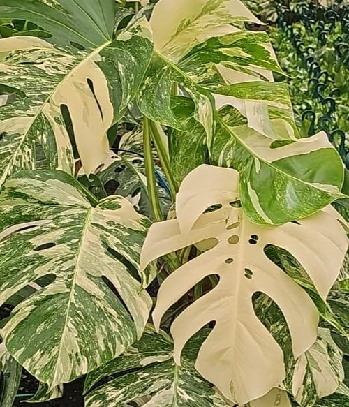 Visuel 1 du produit Philodendron Monstera panache avec tuteur mousse. Le pot de Ø 20 x H 80 cm
