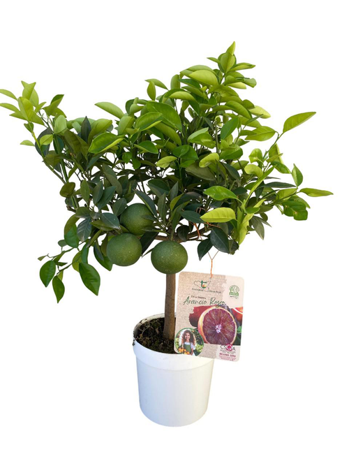 Visuel 1 du produit Oranger sanguine coloris orange - 5 L