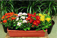 Visuel 2 du produit Chrysanthème multifleurs - La jardinière de 40 cm