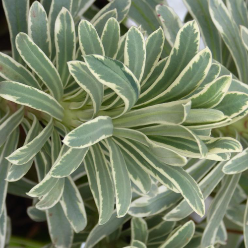 Visuel 1 du produit Euphorbia Characias Silver Edge - Le pot de 4 litres