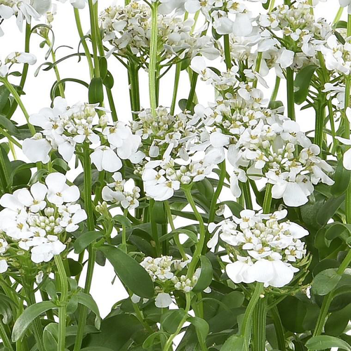 Visuel 1 du produit iberis nevina - Le pot de 1 litre