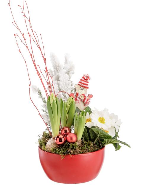 Visuel 1 du produit Composition de Jacinthe et Primevère blanches. Le pot Ø 15,5 cm rouge.