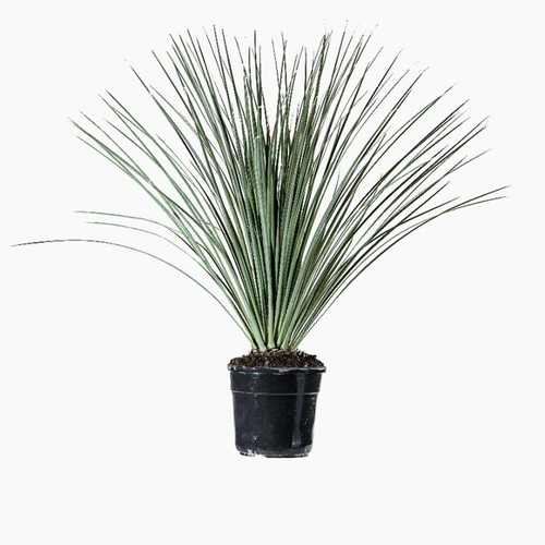 Visuel 1 du produit Dasylirion Serratifolium en pot de 13.5 L vert