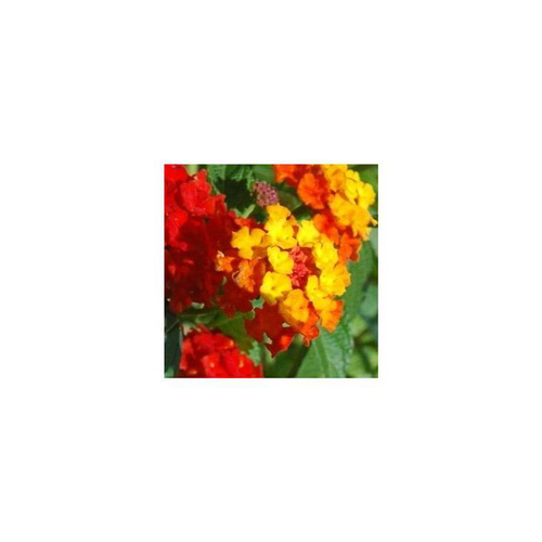 Visuel 1 du produit Lantana - Le pot de 15 litres