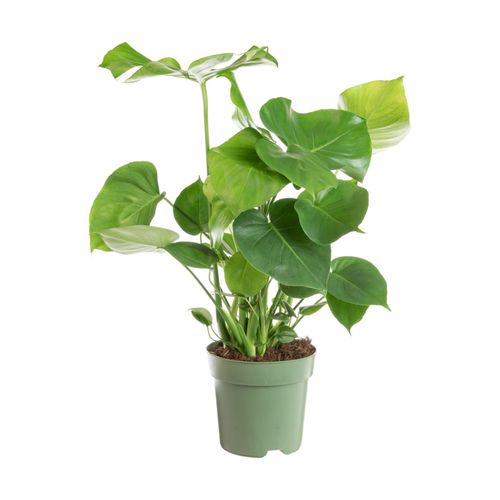 Visuel 1 du produit Philodendron Monstera en touffe vert. Le pot Ø 24 cm