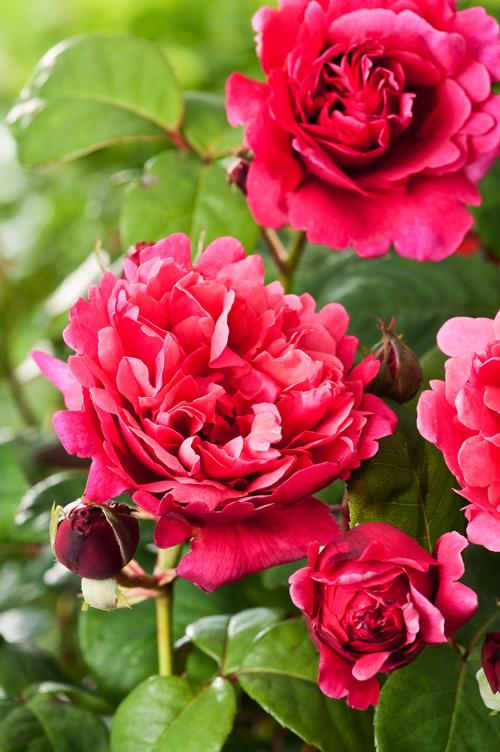 Visuel 1 du produit Rosier Line Renaud®. Le pot de 5 litres