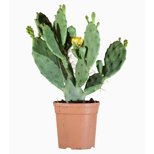 Visuel 1 du produit Opuntia Vulgaris (figuier de Barbarie) en pot de 2.8 L vert