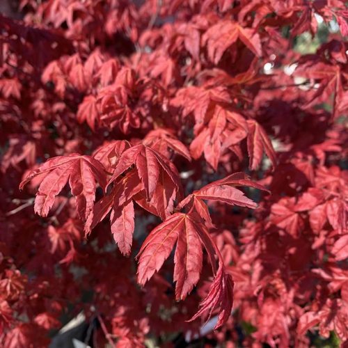 Visuel 1 du produit Érable du Japon Deshojo rouge. Le pot de 10 litres, 80/100 cm