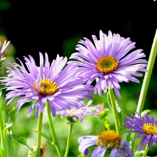 Visuel 1 du produit Aster des Alpes bleu en pot de 2 L