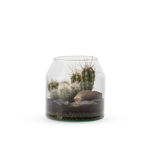 Visuel 1 du produit Terrarium Palma Cactus en verre transparent Naturalys taille S - Ø 14 x 14 cm