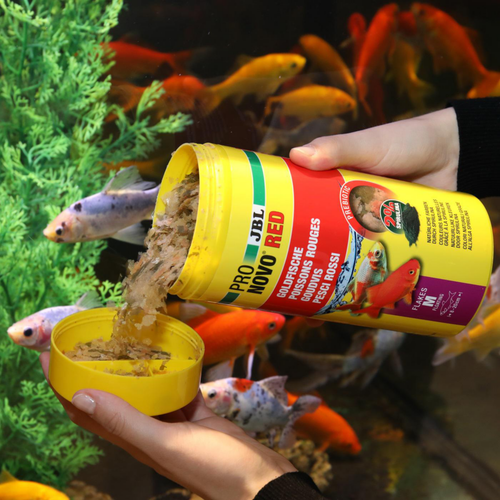 Visuel 3 du produit Alimentation pour poisson exotique Pro novo JBL red