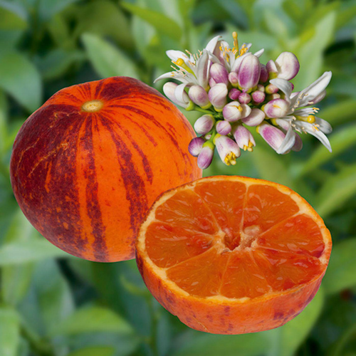 Visuel 2 du produit Citronnier Orangine® bio botanic®. Le pot de 3 litres