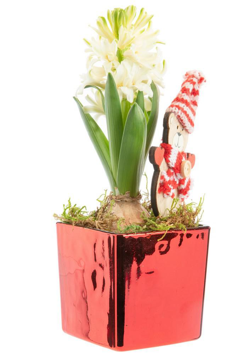 Visuel 1 du produit Jacinthe x 1 pot carré rouge laqué - 8 x 8 cm