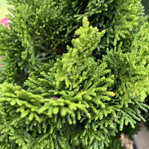 Visuel 1 du produit Cyprès du Japon nain vert. Le pot de 5 litres, 40/50 cm
