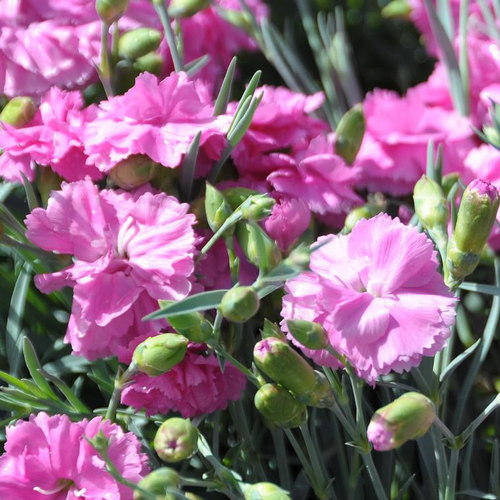 Visuel 1 du produit Œillet mignardise tickled pink rose en pot de 2 L