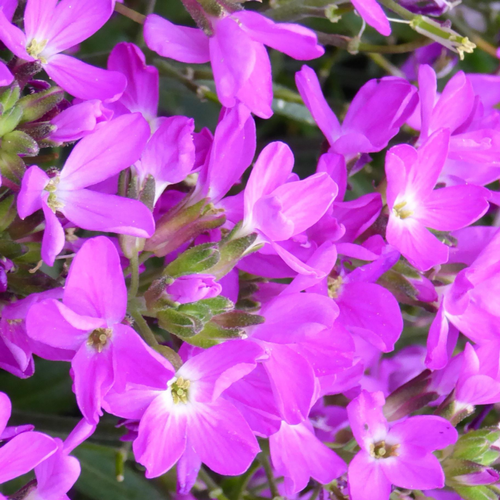 Visuel 1 du produit Arabis Blepharophylla. Le pot de 10,5 cm